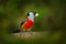 Toucan Barbet, Semnornis ramphastinus, Bellavista, Mindo in Ecuador, exotic grey and red bird. Wildlife scene from nature.