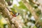 Toucan Barbet in trees