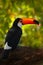 Toucan, beautiful bird from Brazil. Toco Toucan, big bird with orange bill, in the nature habitat, Pantanal, Brazil. Orange beak t