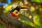 Is a toucan, a beautiful and colorful near-passerine bird with big beak