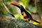 Is a toucan, a beautiful and colorful near-passerine bird with big beak