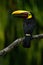 Toucan, Big beak bird Chesnut-mandibled sitting on the branch in tropical rain with green jungle background, animal in the nature
