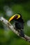 Toucan big beak bird Chesnut-mandibled. Toucan sitting on the branch in tropical rain with green jungle background. Toucan in the