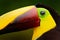 Toucan with big bill. Rainy season in America. Chestnut-mandibled toucan sitting on branch in tropical rain with green jungle