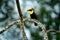 Toucan with big bill. Rainy season in America. Chestnut-mandibled toucan sitting on branch in tropical rain with green jungle