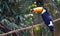 Toucan Bird