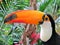 Toucan bird