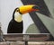 Toucan bird.