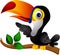 Toucan bird cartoon presenting