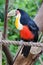 Toucan Bird in Gramado Brazil