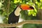 Toucan bird in jungle