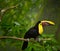 Toucan bird on limb