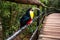 Toucan bird, National park Iguazu