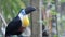 toucan bird in natural setting in singapore
