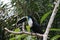 Toucan Bird in Peruvian Jungle