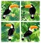 Toucan bird in the rainforest. color illustration