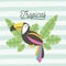 Toucan bird tropical with leaves on decorative lines color background