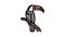 toucan bird in zoo color icon animation