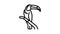 toucan bird in zoo line icon animation