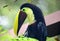 Toucan black and yellow beak beautiful Costa Rica paradise bird
