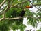 A toucan on the branch