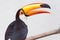 Toucan on a branch