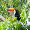 Toucan in the Brazilian forest.