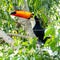 Toucan in the Brazilian forest.