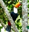 Toucan in the Brazilian forest.