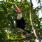 Toucan in the Brazilian forest.