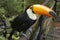 Toucan in a brazilian park