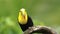 Toucan breathes on a branch after lunch