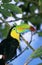 TOUCAN A CARENE ramphastos sulfuratus