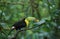 TOUCAN A CARENE ramphastos sulfuratus