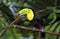 TOUCAN A CARENE ramphastos sulfuratus