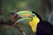 TOUCAN A CARENE ramphastos sulfuratus