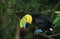 TOUCAN A CARENE ramphastos sulfuratus