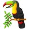 Toucan cartoon sitting on the branch