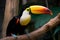 Toucan (Central and South America) (Generative AI)