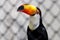 Toucan Close Up