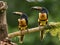 Toucan Collared Aracari, Pteroglossus torquatus