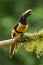 Toucan Collared Aracari, Pteroglossus torquatus