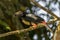 Toucan collared aracari in a tree, Costa Rica