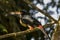 Toucan collared aracari in a tree, Costa Rica