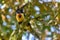 Toucan collared aracari in a tree, Costa Rica