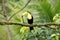 Toucan - Costa Rica America