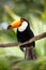 Toucan in dense vegetation