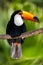 Toucan in dense vegetation