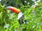 Toucan eats green leaves