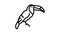 toucan exotic bird line icon animation